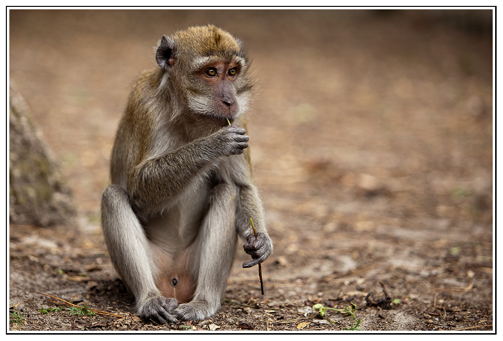 macaque (2).jpg - Suceur de paille !